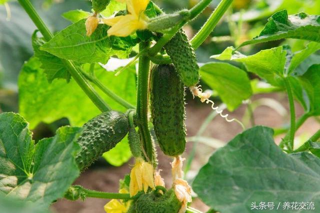 朋友在阳台上种出不断挂果的黄瓜，花盆种蔬菜也能不断收获