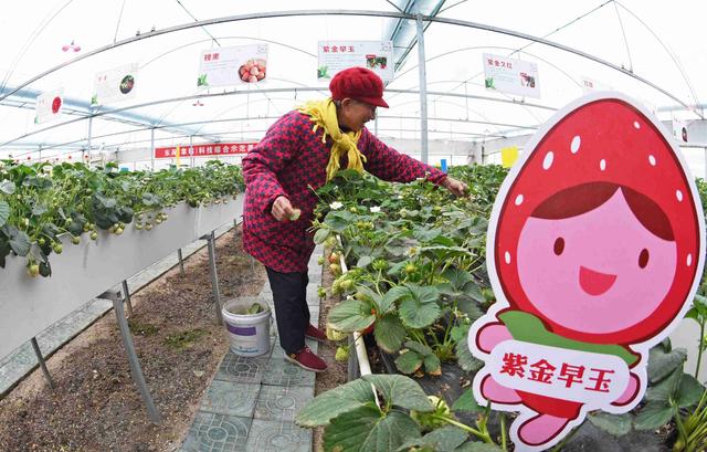 江苏连云港：小草莓成为乡村振兴大产业