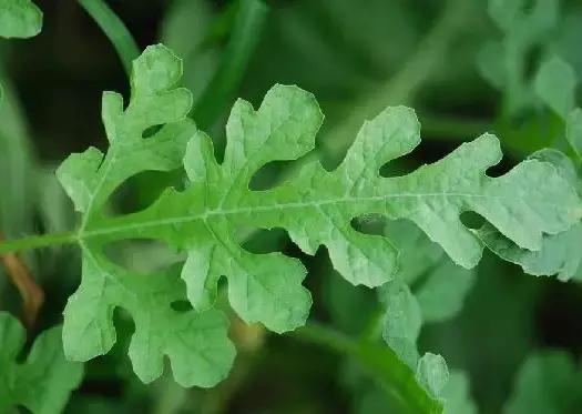 西瓜高产栽培技术，建议种植户收藏