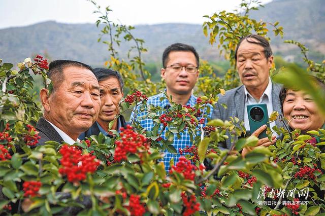 白水花椒“土专家” 种苗卖到十八省