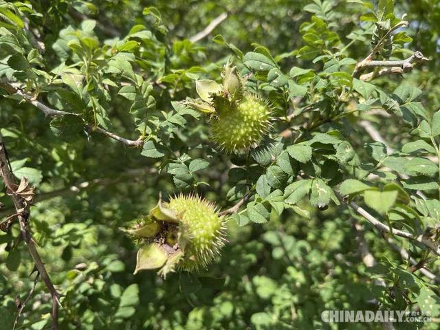 「在生态文明建设上出新绩」靠山吃山 贵州水城区野钟村运用刺梨让百姓腰包鼓起来