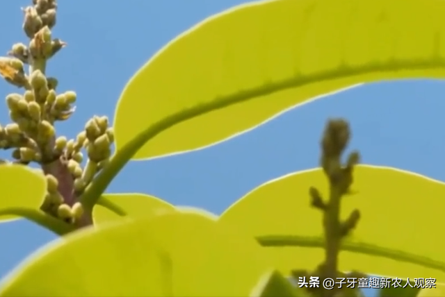 男子种植芒果有妙招，反季节上市大赚一笔，年销售额高达3000万！