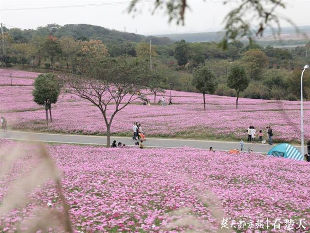 6万平米波斯菊绽放龙灵山，市民赏花时间延至冬季