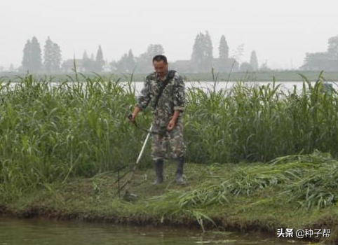 亩产能达15-20吨的高丹草，一亩能产多少干草？可以养多少牛羊？