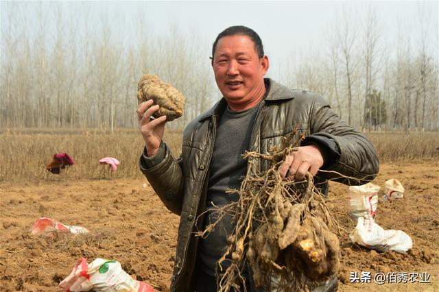 农村人种植中药材，生长期3年，亩效益15000元，庆幸种了10亩