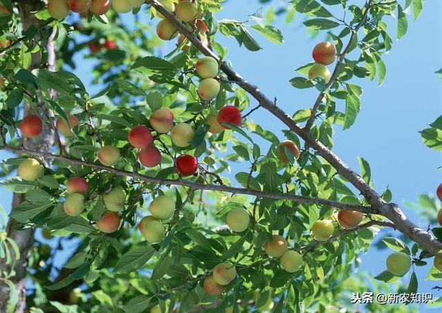 果树种植新技术要点，省时又省力（特别实用）