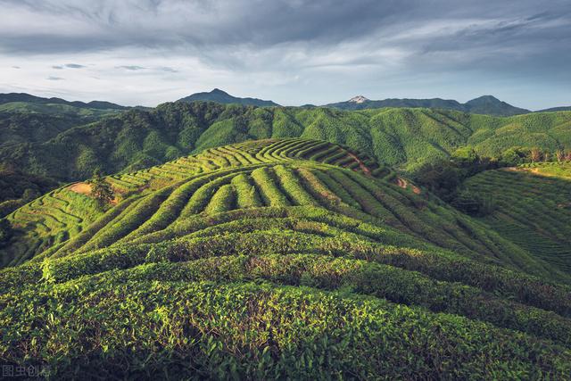 茶树良种无性繁育技术，做好母树培育和苗圃管理，促进茶树的生长