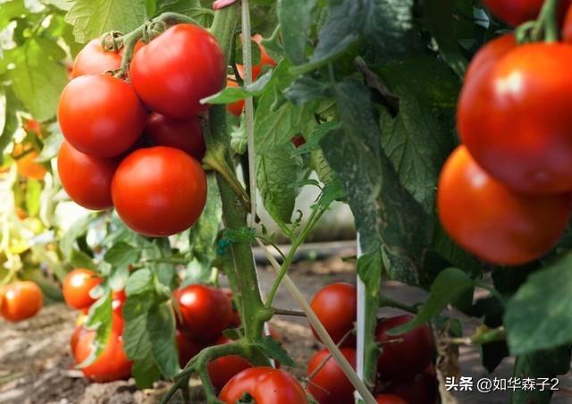 番茄秋延栽培，掌握这些种植技巧，冬季挂果多口感佳