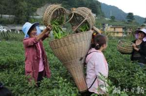 湖北辣椒种植基地在哪-建始：高山辣椒喜获丰收