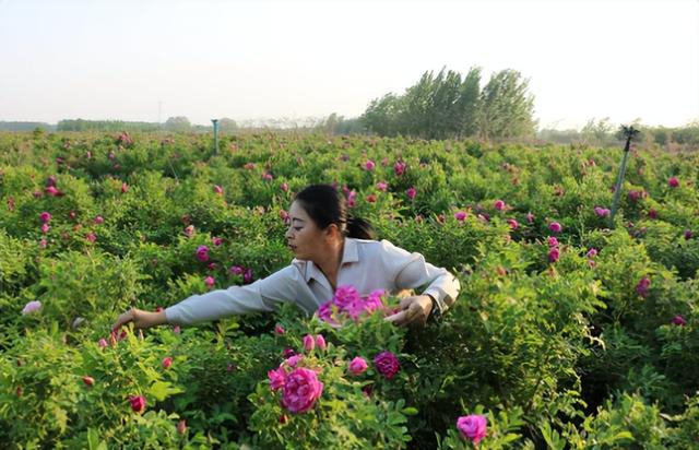 为什么自己种的玫瑰花不够好看？需要控制和调控玫瑰花蕾的开放