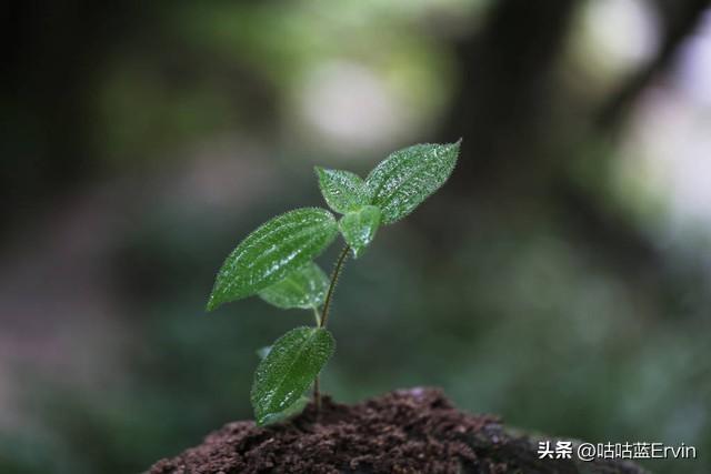 胡萝卜种植