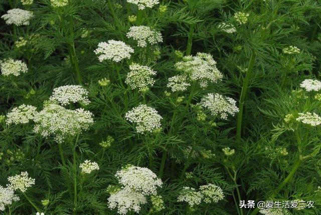 推荐四种不愁销路、价格稳定、适合新手种植的药材，建议收藏！