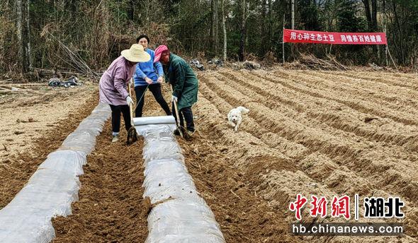 湖北建始：“小金豆”孕育高山百姓新希望