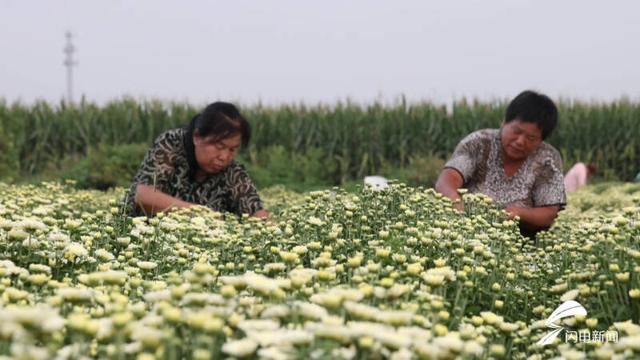 荒滩地变“香饽饽”！ 临邑：菊花种植为乡村振兴“景”上添花