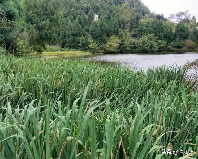 从“粮食处”下岗到“菜摊上”复工的茭白，有哪些种植类型与品种