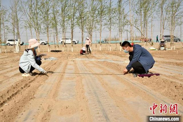 节水增收！新疆兵团大面积推广“干播湿出”棉花种植技术