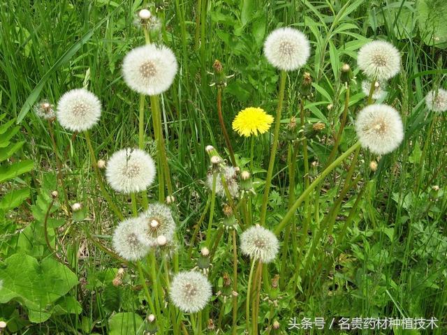 蒲公英种植每亩收入2万元，种植蒲公英前景好看