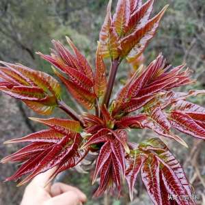 香椿芽如何种植-浅谈香椿栽培管理