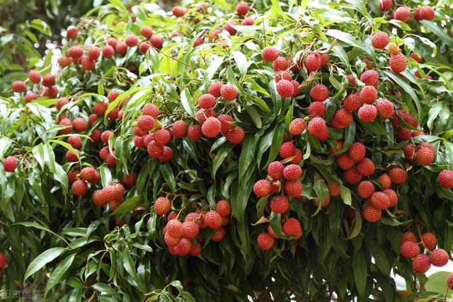 农村种植荔枝的栽培管理、病虫害防治，高效技术要果农要掌握？