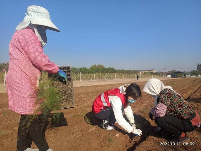 为芦笋种植“开处方”，潍坊的科技特派员把论文“写”到田间地头