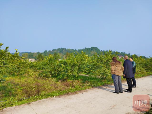 万象耕新②丨柠檬“上山”，为粮食“腾路”