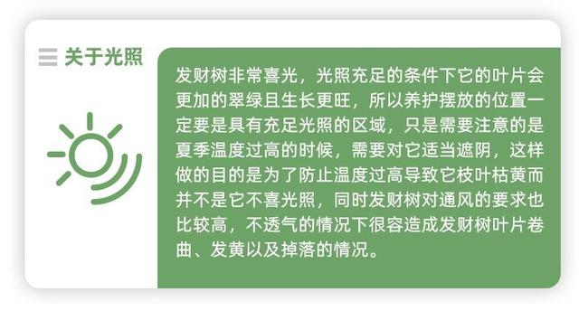 发财树是到底有多难养？最全面的发财树养护攻略来了