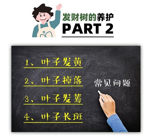 发财树是到底有多难养？最全面的发财树养护攻略来了