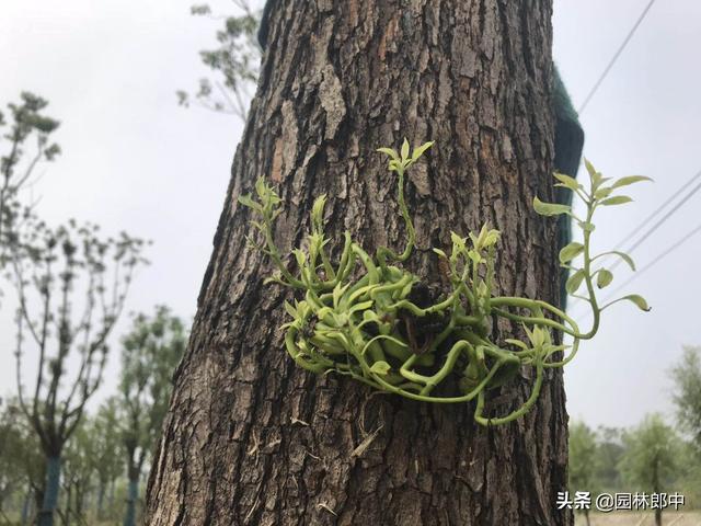 草坪上种植苗木，一定要注意这几点，否则很有可能会长势不好