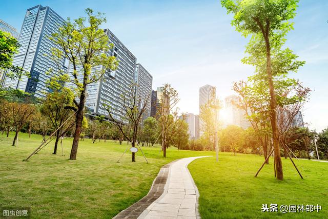 草坪上种植苗木，一定要注意这几点，否则很有可能会长势不好