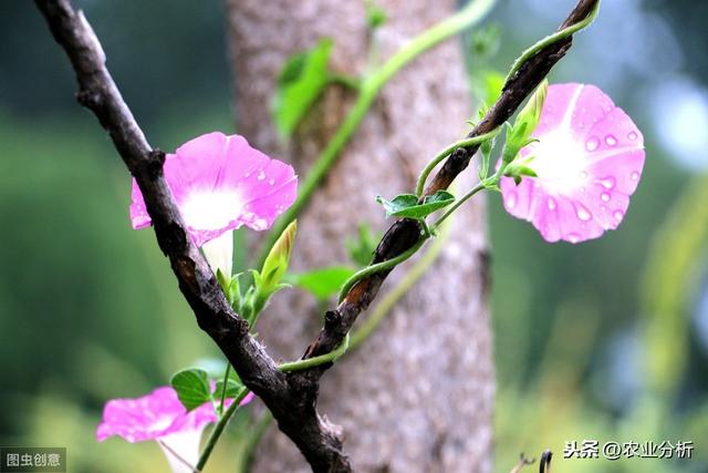 牵牛花的种植方法，以及对于它的特点有哪些？来了解一下