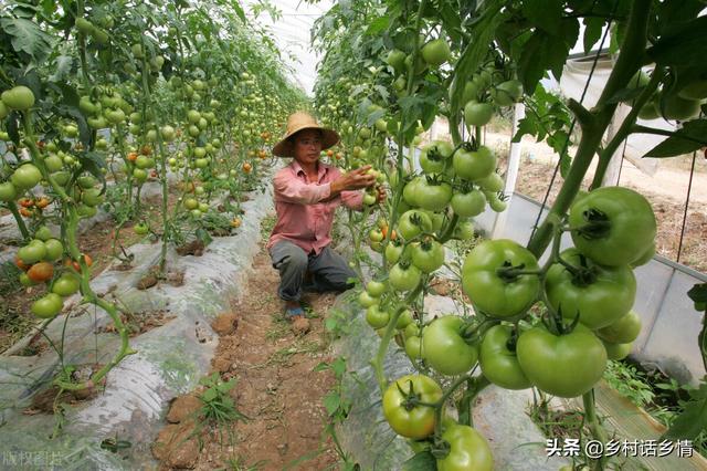 这些农业种植口诀没人告诉你，学会了种啥都能高产，很实用