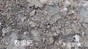 川蒜种植-大蒜栽植前的2点建议，照着做，大蒜一季无病无虫长势更好