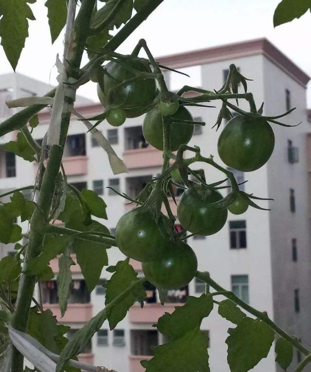 3种蔬菜，在阳台上很好养，生长快，长势喜人，收获不停