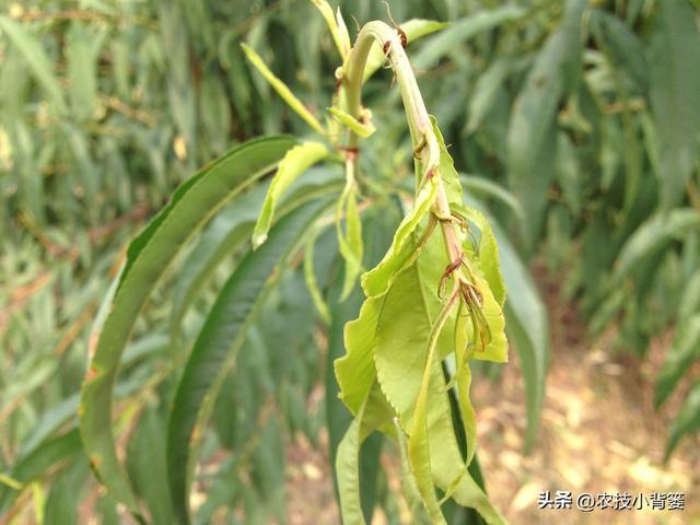 植物新芽嫩叶经常萎、焉、垂、凋、枯是怎么回事？怎样防治解决？