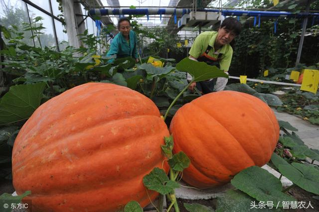 种植南瓜不结瓜，种植户用这1土办法，南瓜高产结的摘不完