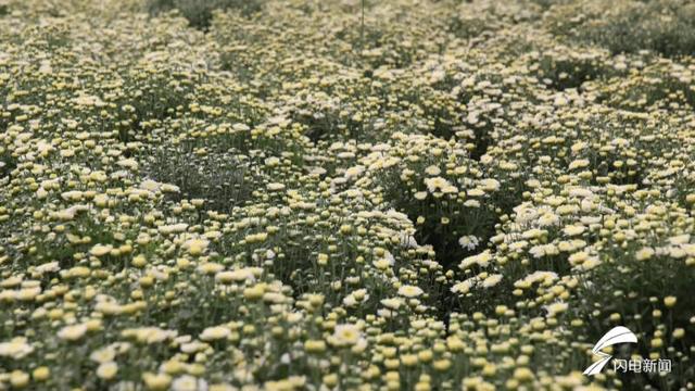 荒滩地变“香饽饽”！ 临邑：菊花种植为乡村振兴“景”上添花