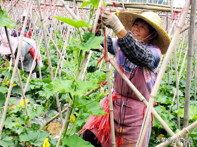 平坝区天龙镇：冬瓜基地整枝忙