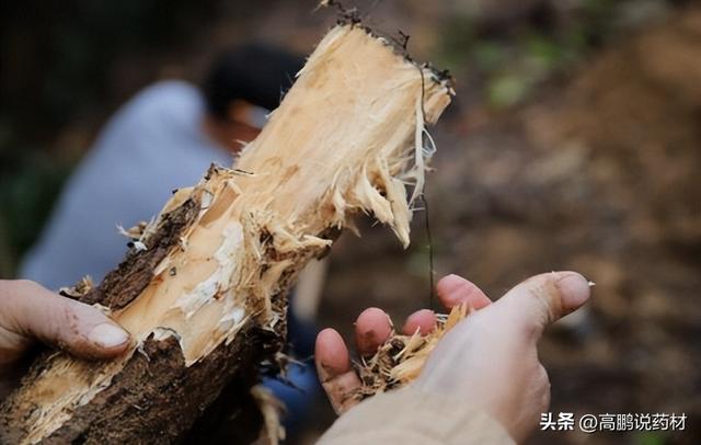 【技术交流】天麻的种植技术