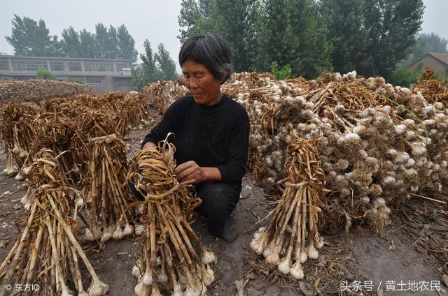 关于大蒜种植成本收益情况调查分析