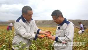 红花种植基地-采摘季 乌鲁木齐县甘沟乡团结村红花地里“别样红”