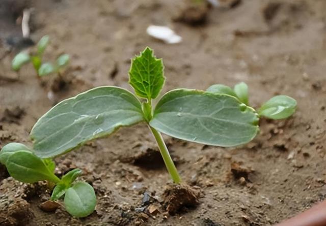 探究葫芦苗的种植与养护