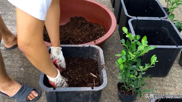 手把手教你园艺小知识，新手种植蓝莓，这些事项要注意哦