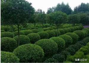 国槐种植行距-苗圃用地缩减，育苗成本增加，苗木套种是一种不错的选择