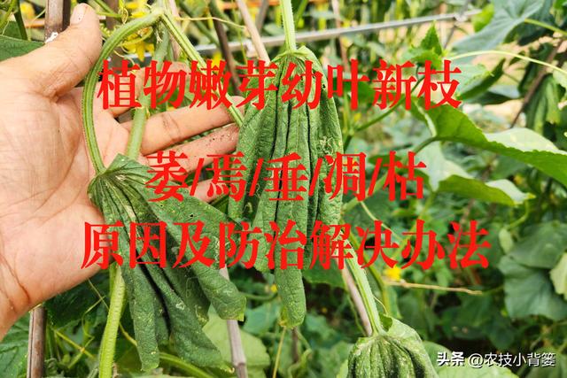 植物新芽嫩叶经常萎、焉、垂、凋、枯是怎么回事？怎样防治解决？