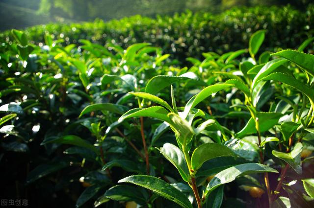 茶树良种无性繁育技术，做好母树培育和苗圃管理，促进茶树的生长