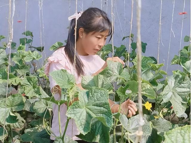 甘肃临夏：本地种植学校营养餐项目 培育女性自主发展能力