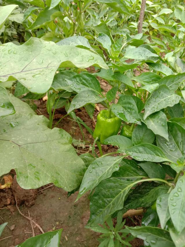 谷雨将至，雨生百谷，农家菜园里种这5种菜，有粮有菜生活愉快