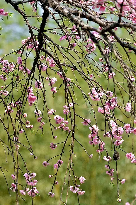 桃之夭夭，灼灼其华——带你认识不一样的桃花