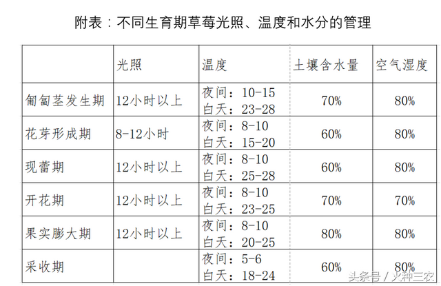 草莓种植最合适的环境条件有哪些？把握好这4点，草莓保证大卖