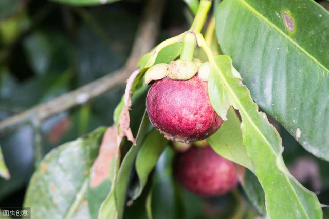 山竹种植要点，种植山竹需要什么条件？